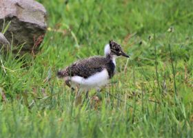 Lapwing chick