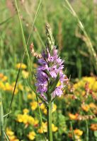 Commen Spotted Orchid