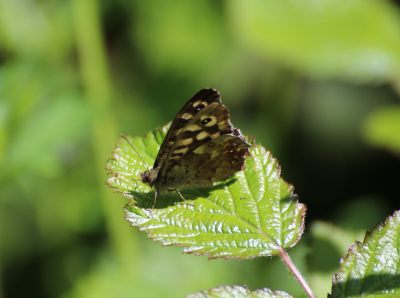 Speckled Wood