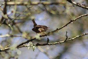 Wren