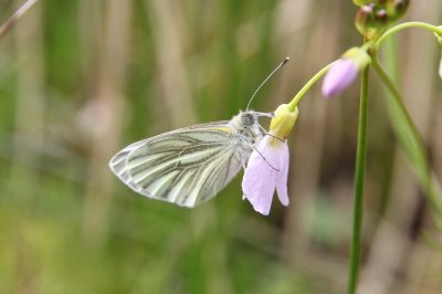 Green Veined White