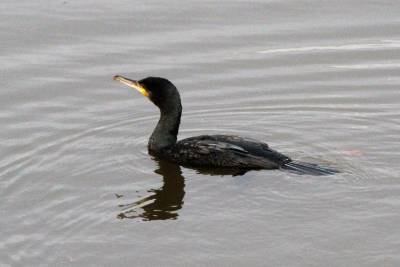 Cormorant