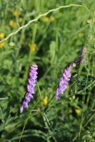 Common Vetch