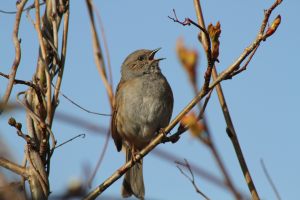 Dunnock singing