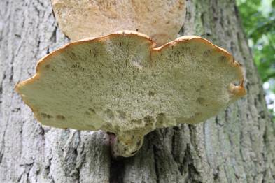 Bracket fungi a