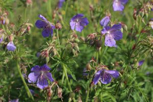 Cranesbill