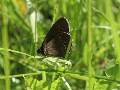 Ringlet