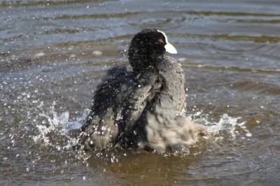 Coot bathing