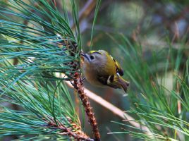 Goldcrest