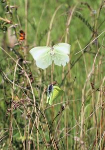 Mating Brimstones