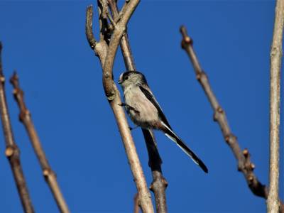 Long Tailed Tit