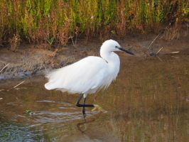 Little Egret