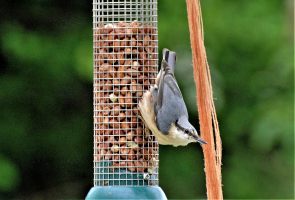 Nuthatch