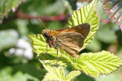 Small Skipper