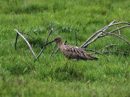 Curlew