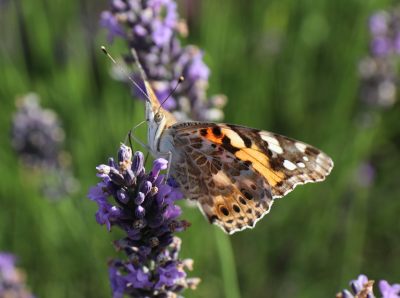 Painted Lady