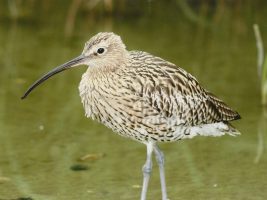 Curlew