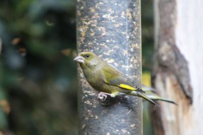 Greenfinch