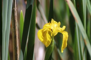 Yellow Flag Iris at Walk Mill