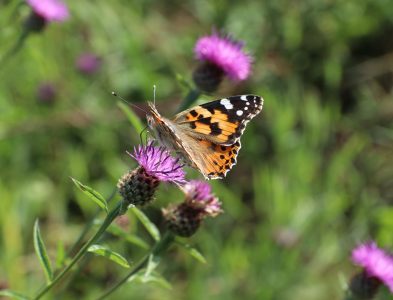 Painted Lady