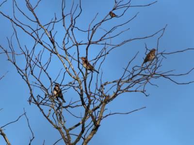 Redwing in the trees