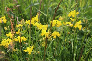  Birds Foot Trefoil 