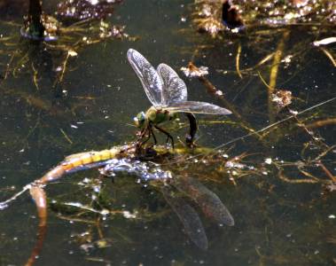  Emperor egg laying 