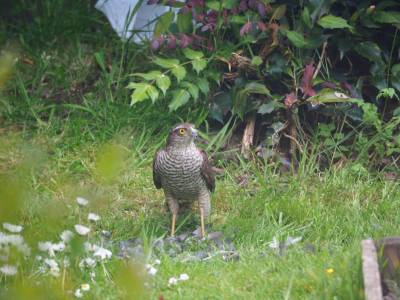  Sparrow Hawk by John Ball 