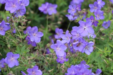  Common Cranesbill 