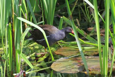  Moorhen 