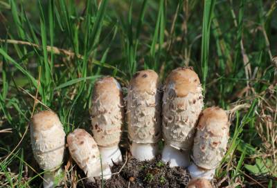  Group of Sooty Inkcap 