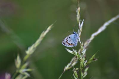  Silver Studded Blue 