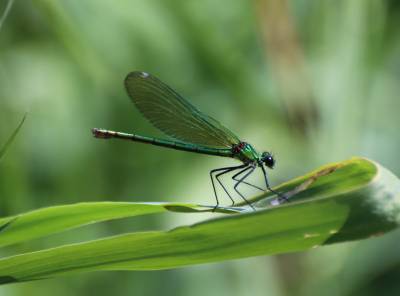  Female Banded Damselfly 