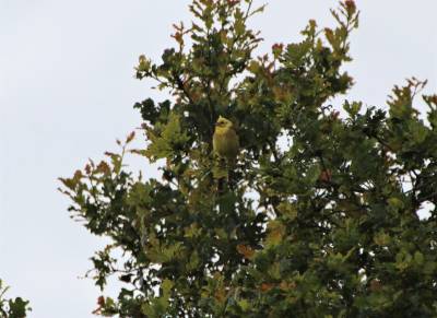  Yellowhammer 