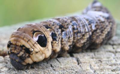  The Elephant Hawk Moth Caterpillar 