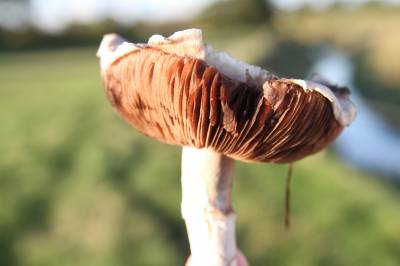  Field Mushroom 