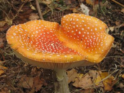  Orange Coloured Fly Agaric 