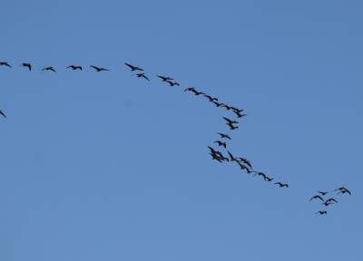  Pink Footed Geese 