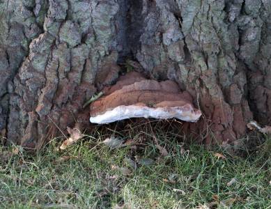  Southern Bracket Fungi 