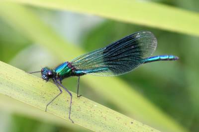  Banded Aragon Damselfly 