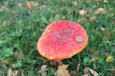  Fly Agaric 