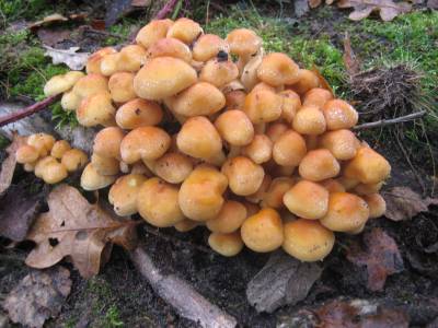  Honey Fungi 