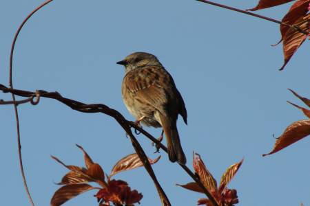  Dunnock 