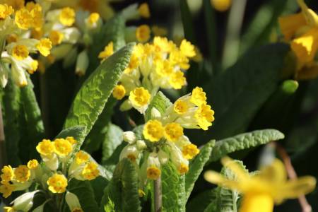  Cowslips 