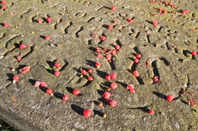  Yew Berries 