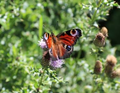  Peacock Butterfly 