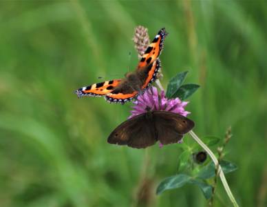  Gatekeeper Butterfly 