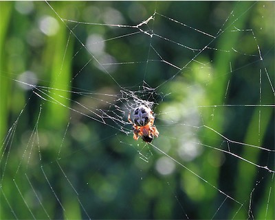  Orb Spider 