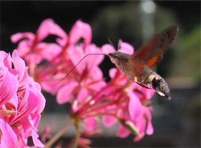  Humming Bird Hawk Moth 