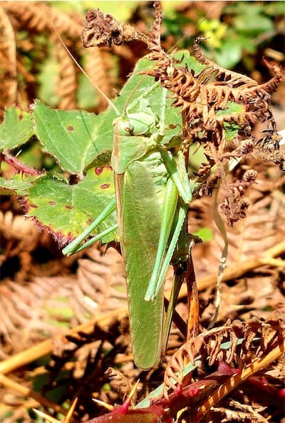  Giant Green Cricket 